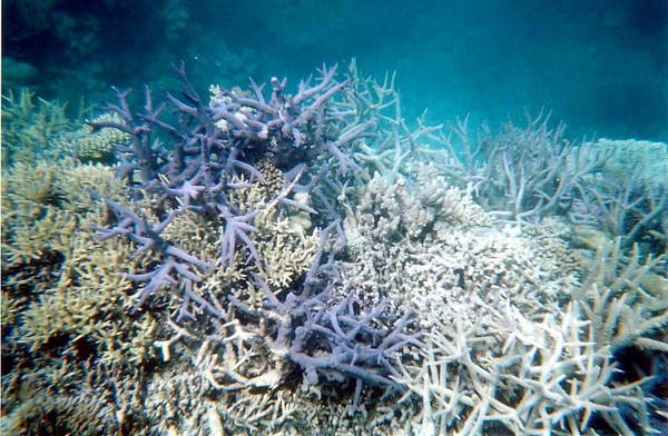 Corals